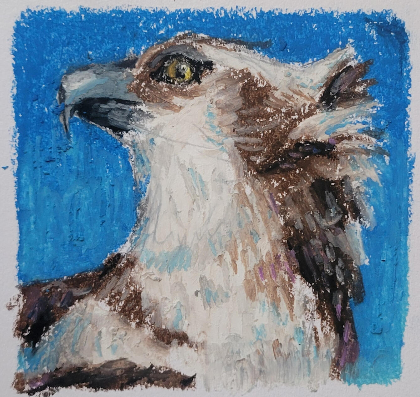 "Falcon" Oil Pastel July 25
